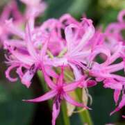 ヒメ日記 2026/01/19 06:33 投稿 やよい ぷるるん小町 京橋店