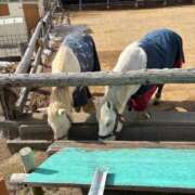 ヒメ日記 2026/01/30 23:06 投稿 YURIKA GINGIRA☆TOKYO～ギンギラ東京～