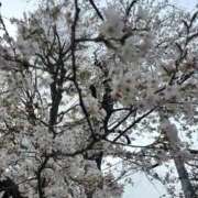 ヒメ日記 2026/03/30 20:44 投稿 YURIKA GINGIRA☆TOKYO～ギンギラ東京～