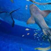 ヒメ日記 2026/03/15 18:34 投稿 美月（みつき） PLUS十三店