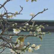 ヒメ日記 2025/12/31 13:20 投稿 あゆむ 東京人妻セレブリティ（ユメオト）