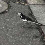 ヒメ日記 2026/01/19 15:40 投稿 あゆむ 東京人妻セレブリティ（ユメオト）