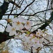 ヒメ日記 2026/03/29 10:28 投稿 あゆむ 東京人妻セレブリティ（ユメオト）