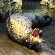 ヒメ日記 2026/03/19 01:50 投稿 井川晴海（いがわはるみ） 五十路マダム福知山店(カサブランカグループ)