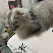 ヒメ日記 2025/12/20 06:09 投稿 まなか サティアンまーと