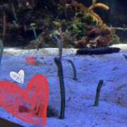 ヒメ日記 2026/01/12 15:45 投稿 星風 もえ 人妻セレブ宮殿