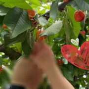 ヒメ日記 2026/01/15 15:30 投稿 星風 もえ 人妻セレブ宮殿