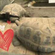 ヒメ日記 2026/02/17 15:55 投稿 星風 もえ 人妻セレブ宮殿