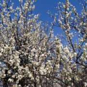 ヒメ日記 2026/02/19 17:18 投稿 かすみ 華椿（YESグループヨコハマ）