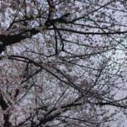 ヒメ日記 2026/04/01 09:26 投稿 かすみ 華椿（YESグループヨコハマ）