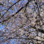 ヒメ日記 2026/04/08 21:37 投稿 かすみ 華椿（YESグループヨコハマ）