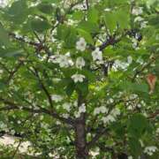 ヒメ日記 2026/04/03 10:20 投稿 そろ あげまん 梅田店