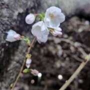 ヒメ日記 2026/03/23 23:50 投稿 ライカ 渋谷角海老
