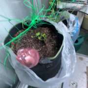 ヒメ日記 2026/02/19 12:01 投稿 イザベラ(エヴァ) ドラキュラクイーン