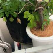 ヒメ日記 2026/03/20 07:33 投稿 イザベラ(エヴァ) ドラキュラクイーン