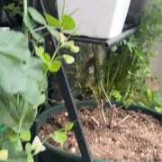 ヒメ日記 2026/04/10 12:03 投稿 イザベラ(エヴァ) ドラキュラクイーン