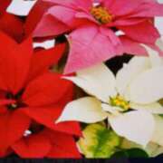 ヒメ日記 2025/12/23 10:20 投稿 みほ しゅうかつ倶楽部