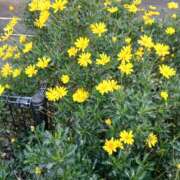 ヒメ日記 2026/01/29 10:05 投稿 みほ しゅうかつ倶楽部