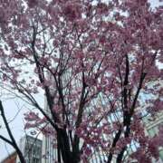 ヒメ日記 2026/03/23 18:20 投稿 みほ しゅうかつ倶楽部