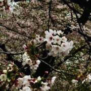 ヒメ日記 2026/04/02 12:09 投稿 その 上野・鶯谷スピン