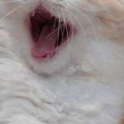 ヒメ日記 2025/12/21 18:45 投稿 りの ミセスサマンサ