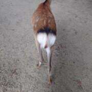 りの 出勤しました(⁠*⁠´⁠ω⁠｀⁠*⁠) ミセスサマンサ