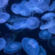 ヒメ日記 2025/12/26 16:19 投稿 相葉　えみ 雫(しずく)