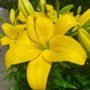 ヒメ日記 2025/12/15 12:56 投稿 れもん ノーブラで誘惑する奥さん谷九・日本橋