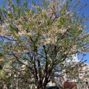 ヒメ日記 2026/04/15 12:07 投稿 月岡未来(みらい) 東京不倫 渋谷店