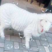 ヒメ日記 2026/01/04 23:58 投稿 のの 錦糸町人妻セレブリティ（ユメオト）