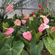 りん 12日のお礼です♪ 熟女の風俗最終章 沼津店