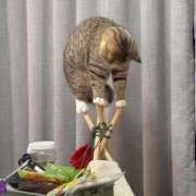 ヒメ日記 2026/02/16 04:39 投稿 アオ 五反田ハートショコラ（シンデレラグループ）