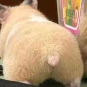 ひいらぎ 4時まで❕ 錦糸町ちゃんこ