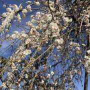 ヒメ日記 2026/02/21 07:36 投稿 志摩 MCロイヤル