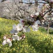 ヒメ日記 2026/03/31 21:56 投稿 志摩 MCロイヤル