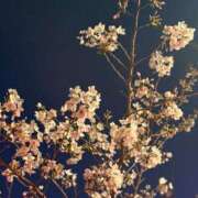 ヒメ日記 2026/04/14 18:12 投稿 ひまわり【A〇並み潮吹きOL】 STELLA TOKYO－ステラトウキョウ－