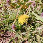 かほ おやすみいただきます🙏 ちゃんこ本厚木店