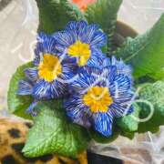 ヒメ日記 2026/01/30 12:48 投稿 藤川(ふじかわ) 八王子人妻城