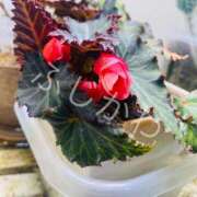 ヒメ日記 2026/02/03 22:42 投稿 藤川(ふじかわ) 八王子人妻城