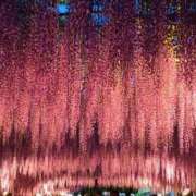 ヒメ日記 2026/04/29 10:12 投稿 藤川(ふじかわ) 八王子人妻城
