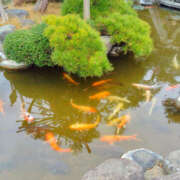 ヒメ日記 2026/01/05 16:28 投稿 あやの 奥様 仙台人妻セレブリティー