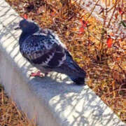 ヒメ日記 2026/02/14 16:09 投稿 あやの 奥様 仙台人妻セレブリティー