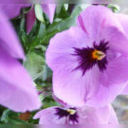 ヒメ日記 2026/03/05 12:06 投稿 あやの 奥様 仙台人妻セレブリティー