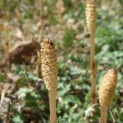 ヒメ日記 2026/04/04 14:10 投稿 あやの 奥様 仙台人妻セレブリティー
