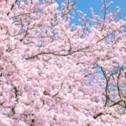 ヒメ日記 2026/04/08 12:23 投稿 あやの 奥様 仙台人妻セレブリティー