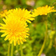 あやの 奥様 黄色って元気が出るよね 仙台人妻セレブリティー