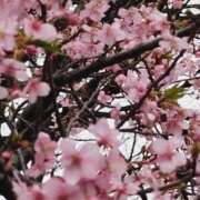 ヒメ日記 2026/02/26 14:54 投稿 さわ 丸妻 厚木店