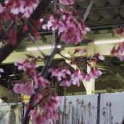 ヒメ日記 2026/03/10 18:08 投稿 さわ 丸妻 厚木店