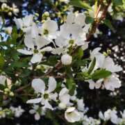 ヒメ日記 2026/03/23 16:02 投稿 さわ 丸妻 厚木店