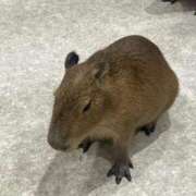 ヒメ日記 2026/03/30 17:54 投稿 花谷-はなたに MSC 妄想紳士倶楽部 鶯谷店